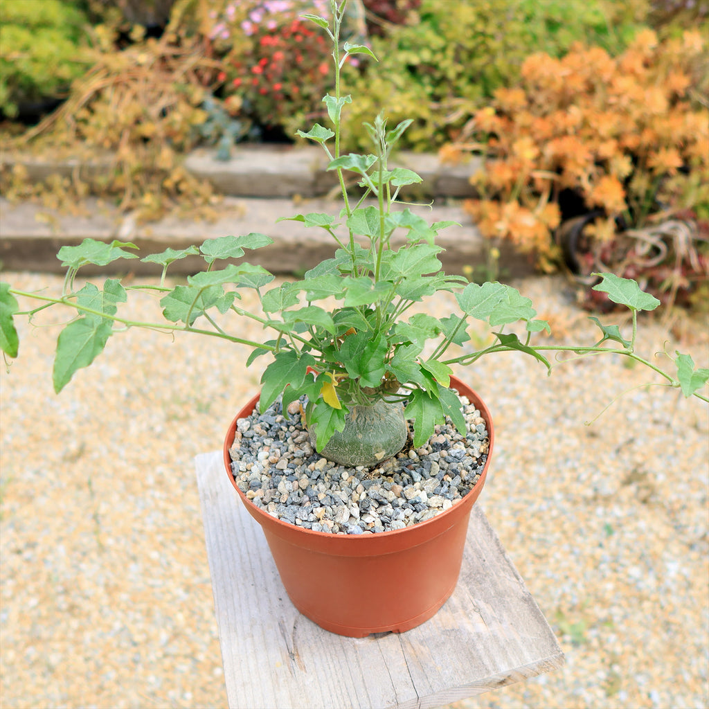 Xerosicyos pubescens