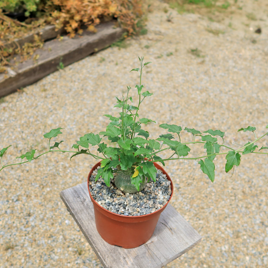 Xerosicyos pubescens