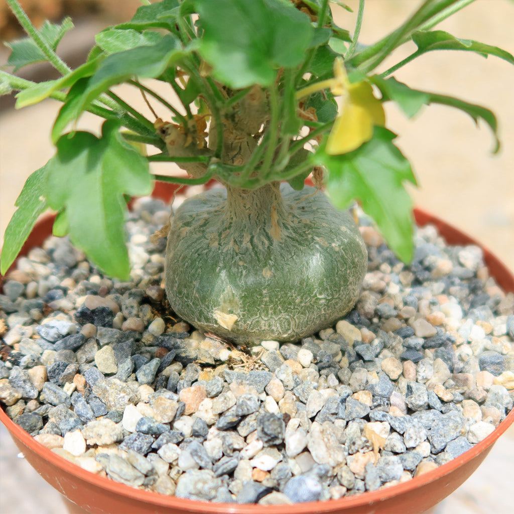 Xerosicyos pubescens