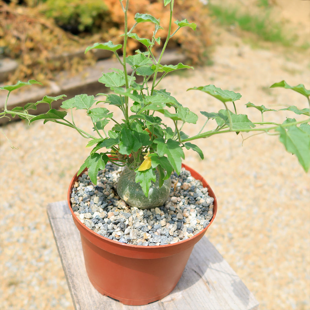 Xerosicyos pubescens