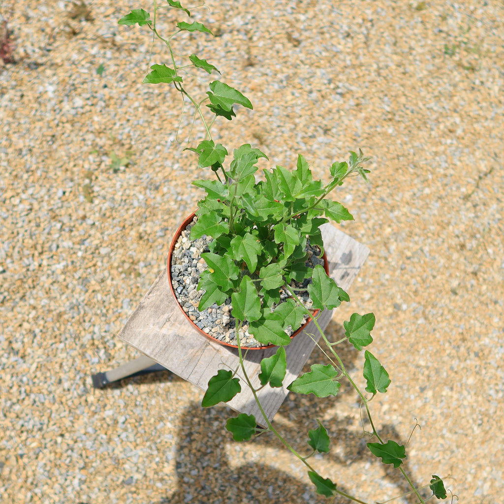 Xerosicyos pubescens