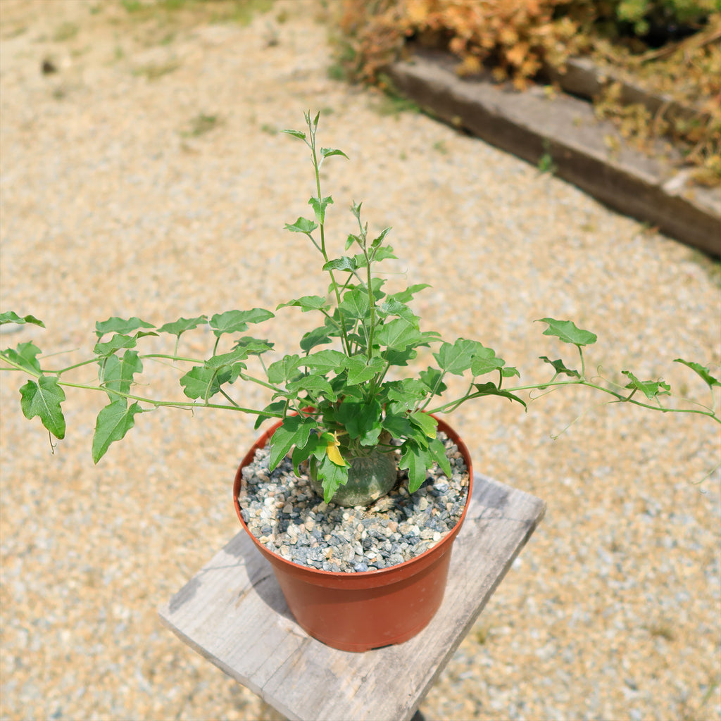 Xerosicyos pubescens