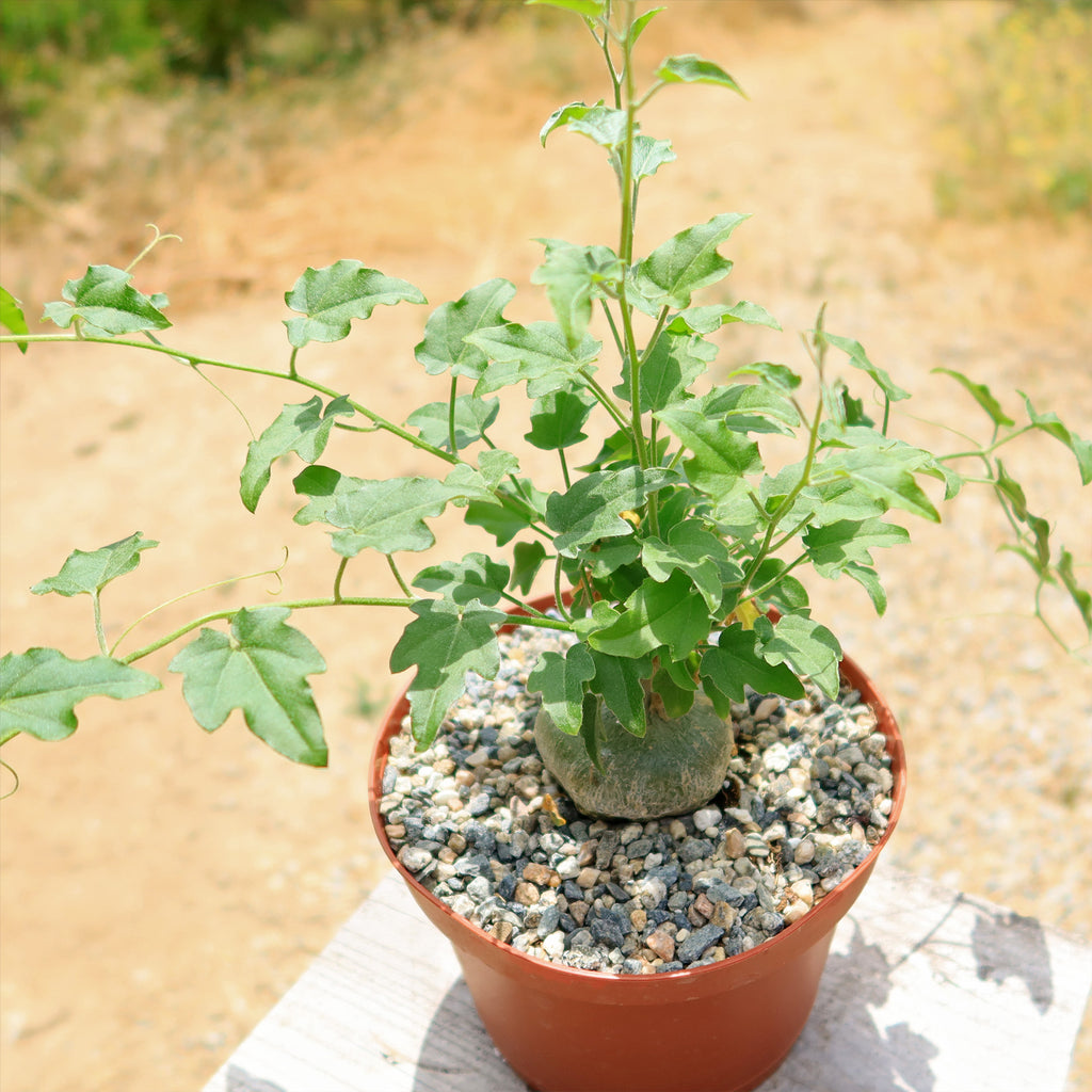 Xerosicyos pubescens