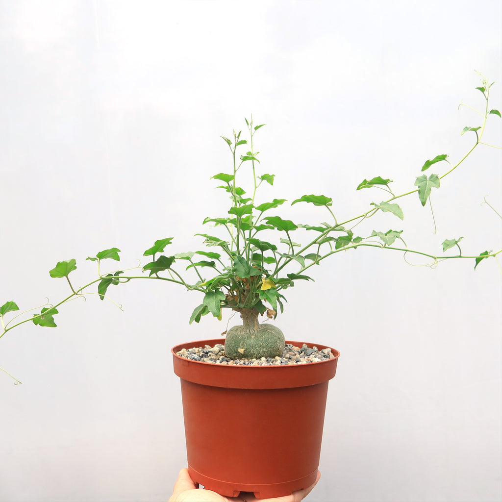 Xerosicyos pubescens