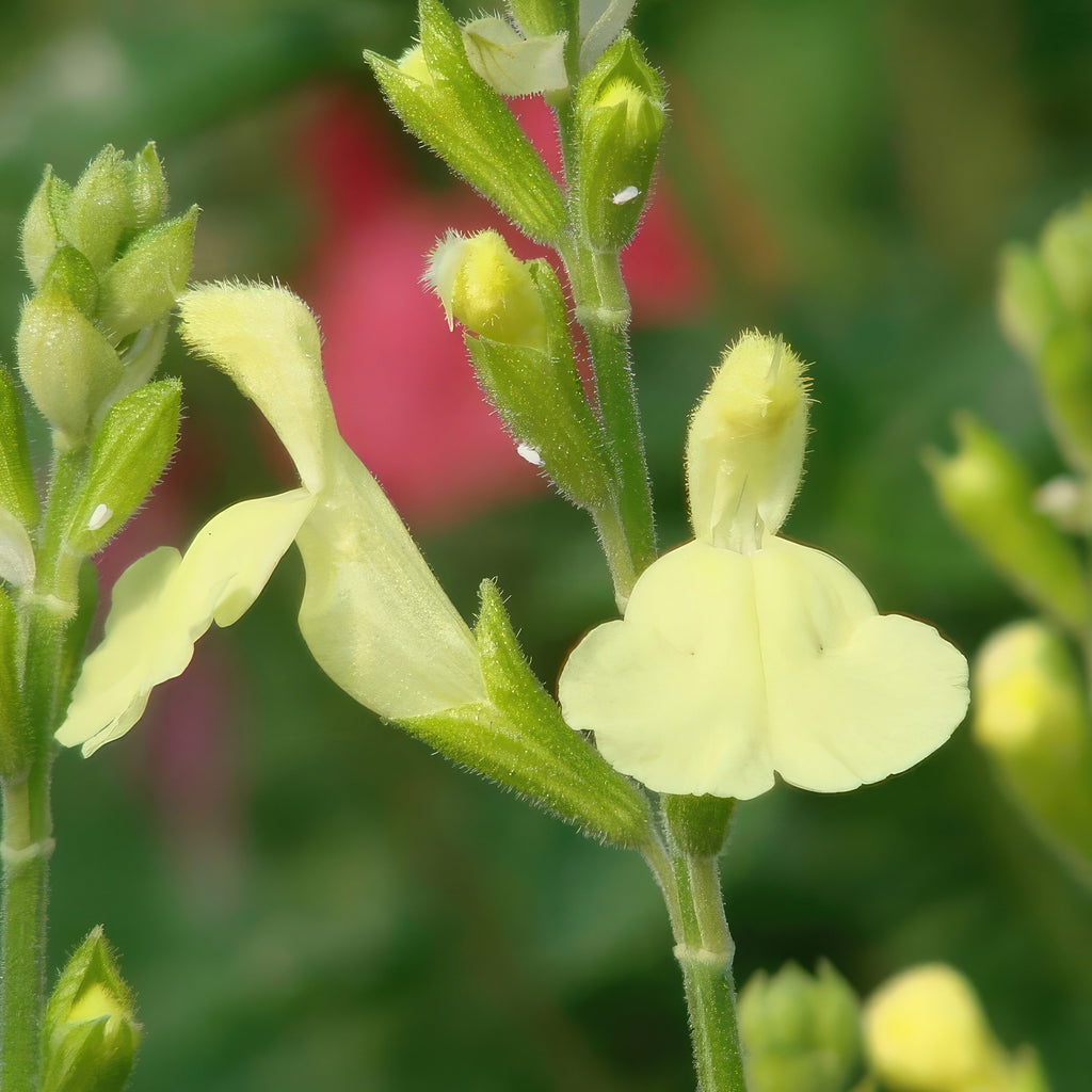 Salvia greggii Yellow ‘Sage Plant’