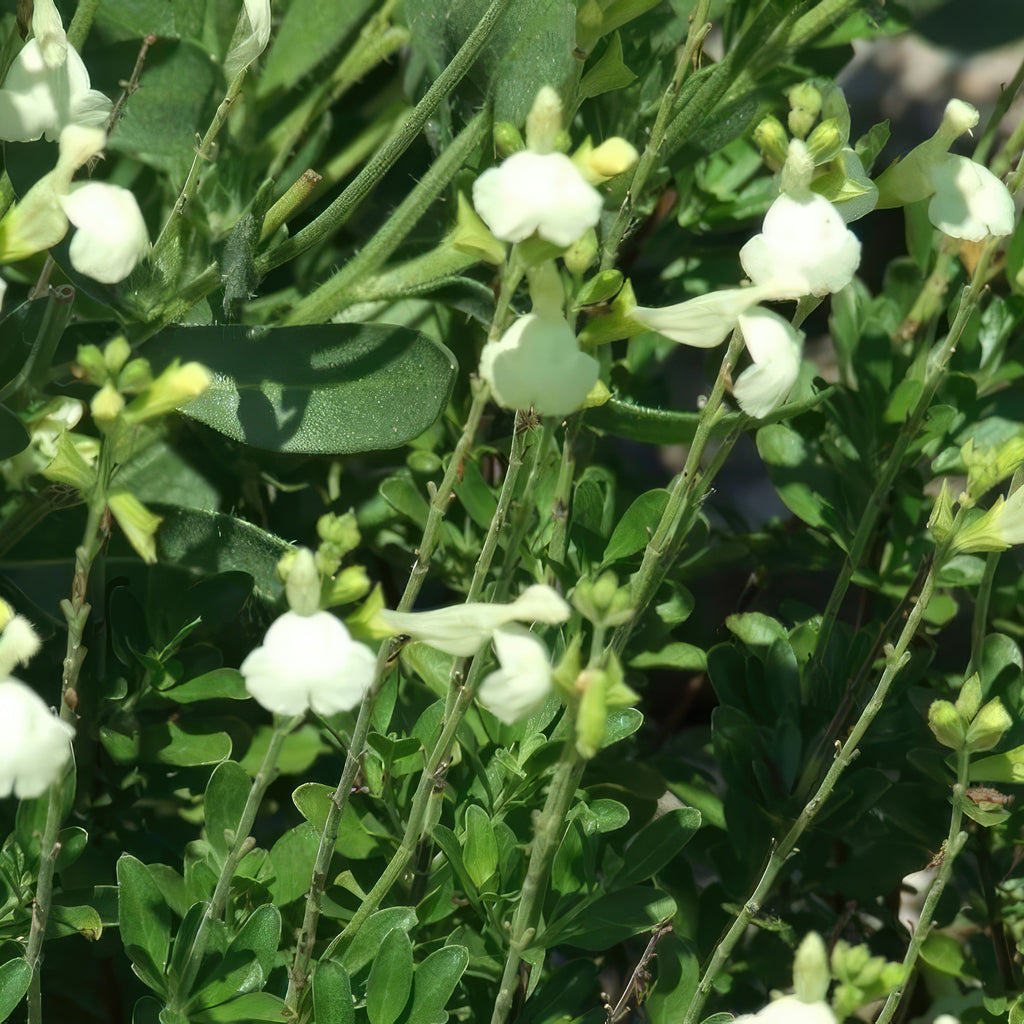 Salvia greggii Yellow ‘Sage Plant’
