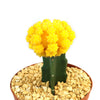 Yellow Grafted Moon Cactus - Gymnocalycium mihanovichii Hibotan