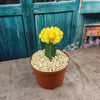 Yellow Grafted Moon Cactus - Gymnocalycium mihanovichii Hibotan