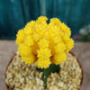 Yellow Grafted Moon Cactus - Gymnocalycium mihanovichii Hibotan