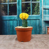 Yellow Grafted Moon Cactus - Gymnocalycium mihanovichii Hibotan