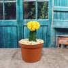 Yellow Grafted Moon Cactus - Gymnocalycium mihanovichii Hibotan