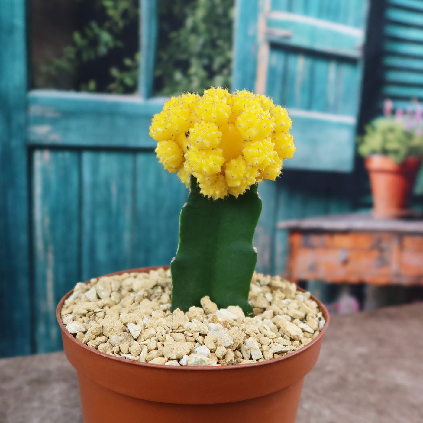moon cactus succulent Yellow Grafted Moon Cactus