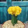 Yellow Grafted Moon Cactus - Gymnocalycium mihanovichii Hibotan