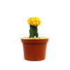 Yellow Grafted Moon Cactus - Gymnocalycium mihanovichii Hibotan