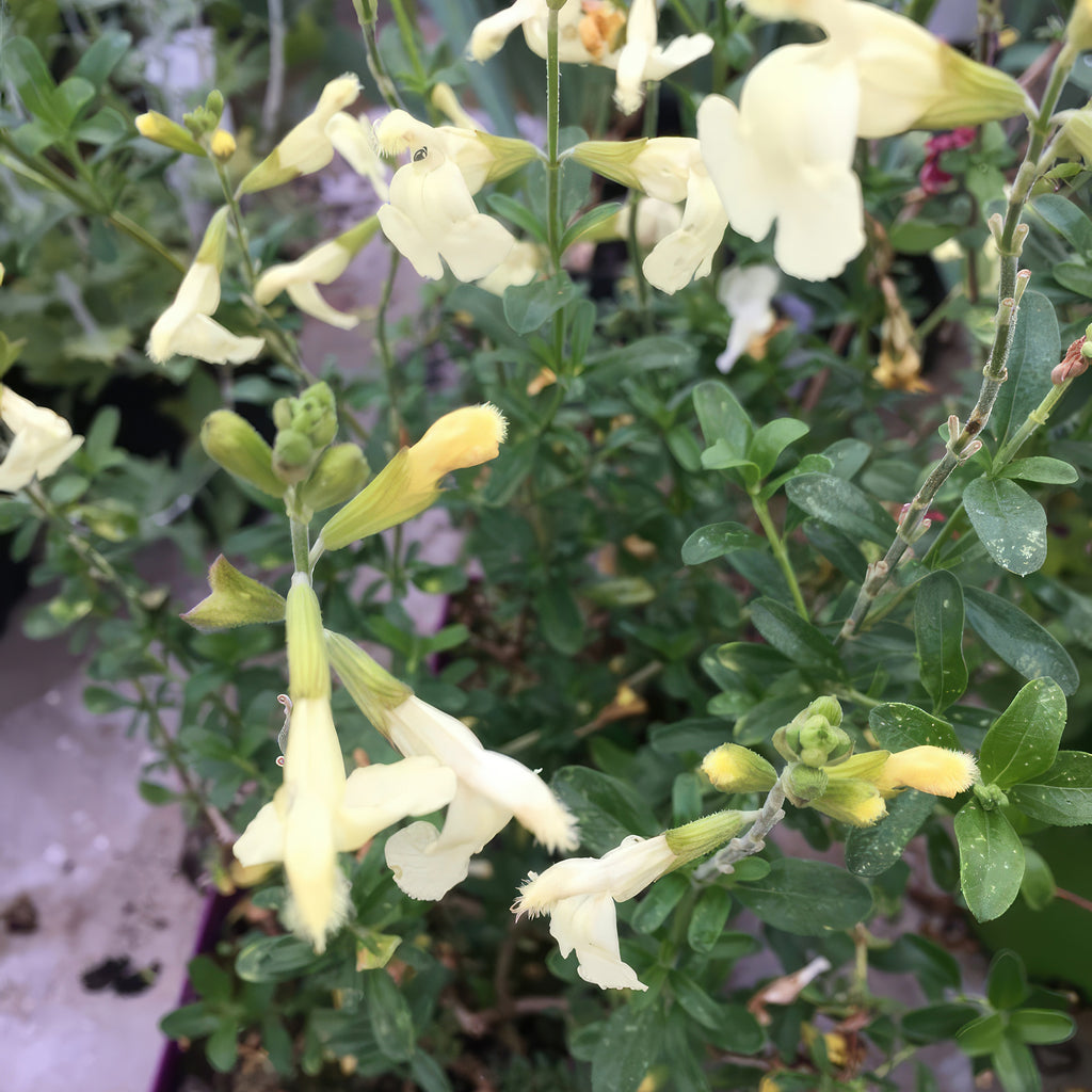 Salvia greggii Yellow ‘Sage Plant’