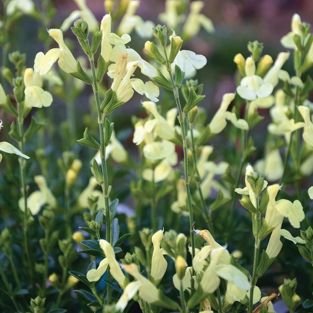 Salvia greggii Yellow ‘Sage Plant’