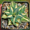 Yellow Variegated Dwarf Butterfly Agave - Agave isthmensis &