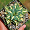 Yellow Variegated Dwarf Butterfly Agave - Agave isthmensis &