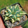 Yellow Variegated Dwarf Butterfly Agave - Agave isthmensis &