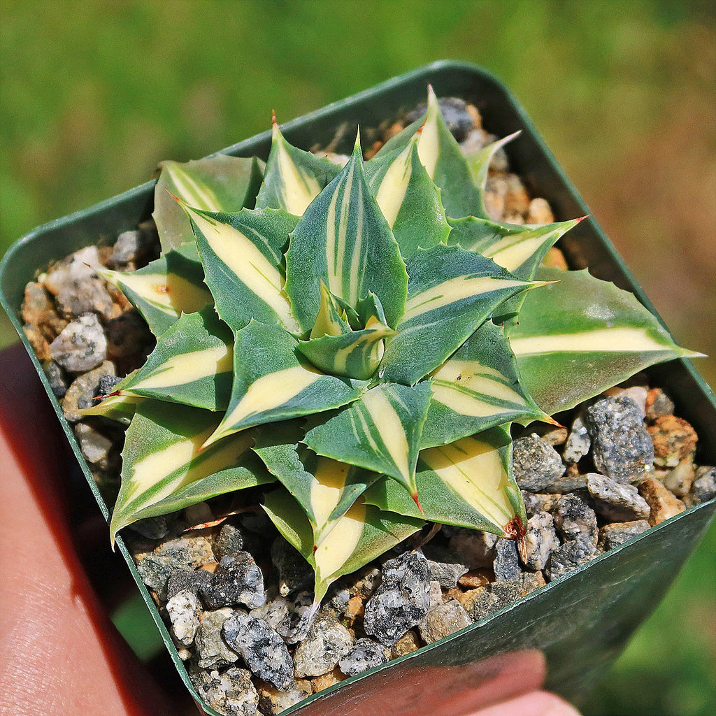 Yellow Variegated Dwarf Butterfly Agave - Agave isthmensis &