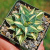 Yellow Variegated Dwarf Butterfly Agave - Agave isthmensis &