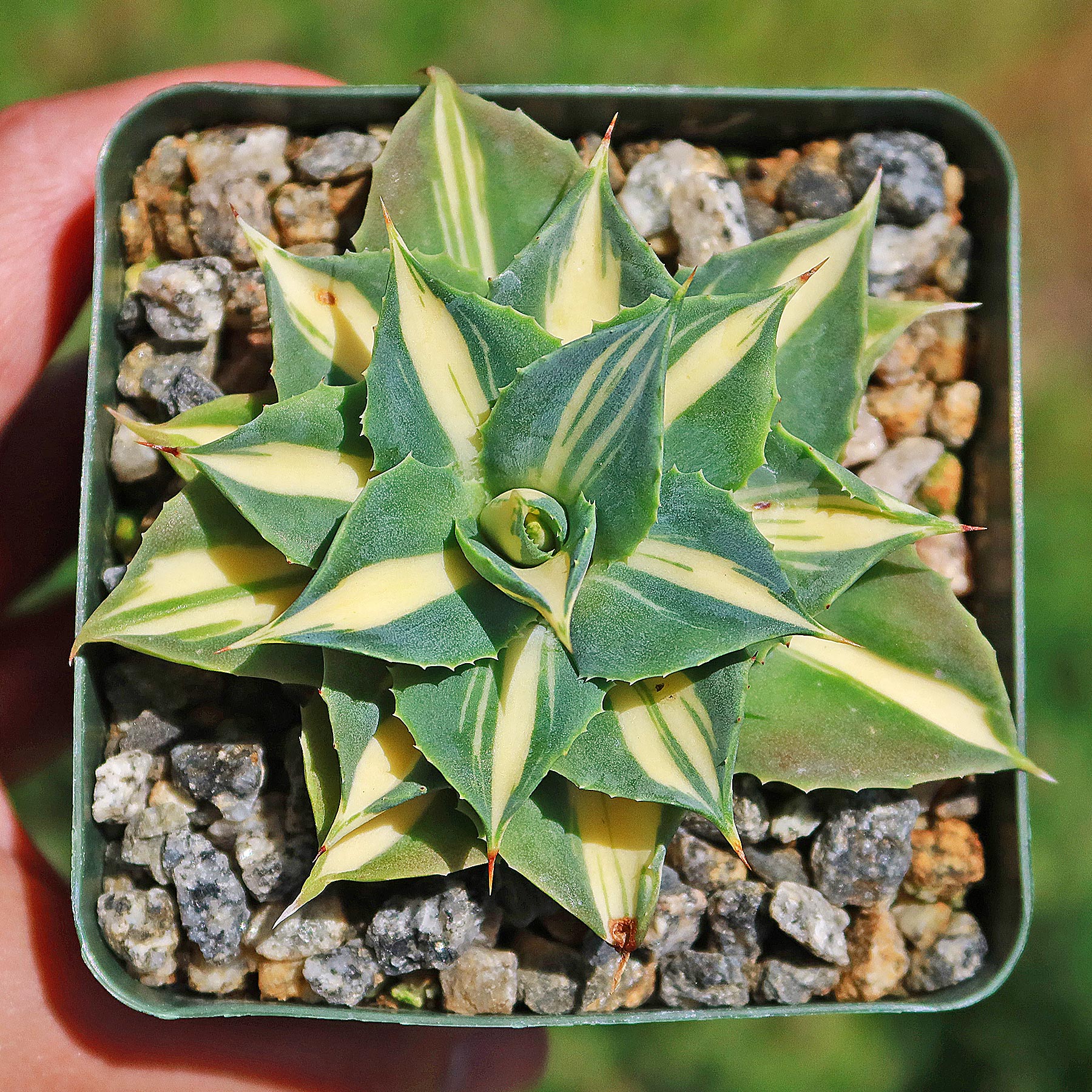 Yellow Variegated Dwarf Butterfly Agave - Agave isthmensis 'Ohi Raijin  Shiro Nakafu'