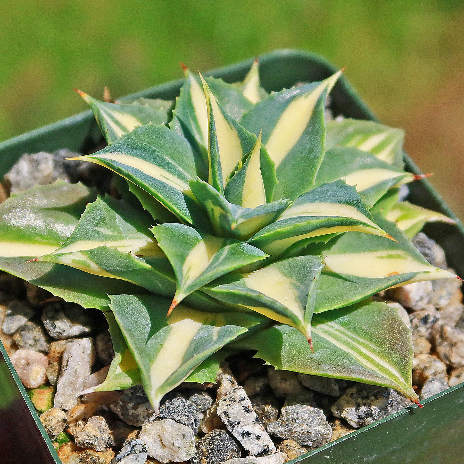 Yellow Variegated Dwarf Butterfly Agave - Agave isthmensis 'Ohi Raijin  Shiro Nakafu'