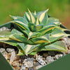 Yellow Variegated Dwarf Butterfly Agave - Agave isthmensis &