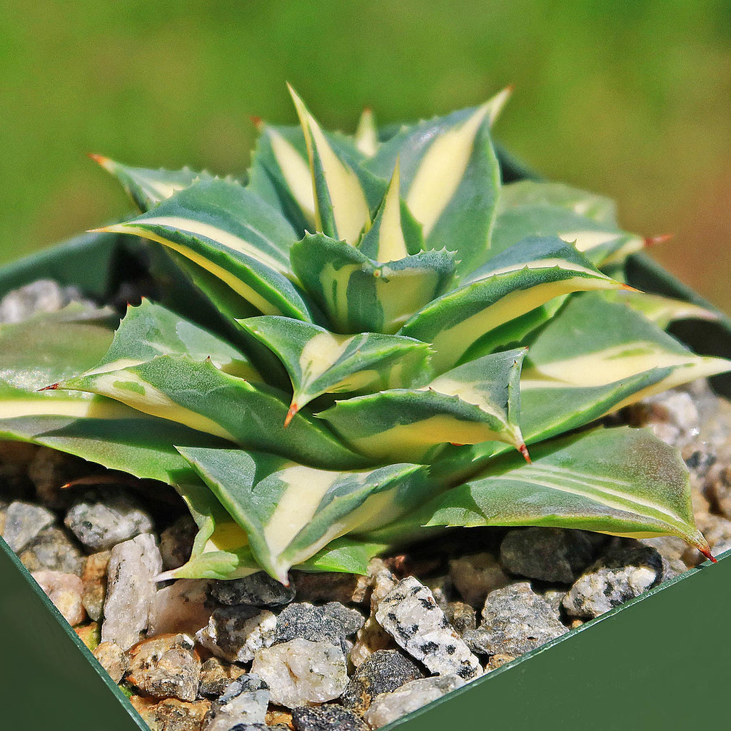 Yellow Variegated Dwarf Butterfly Agave - Agave isthmensis &