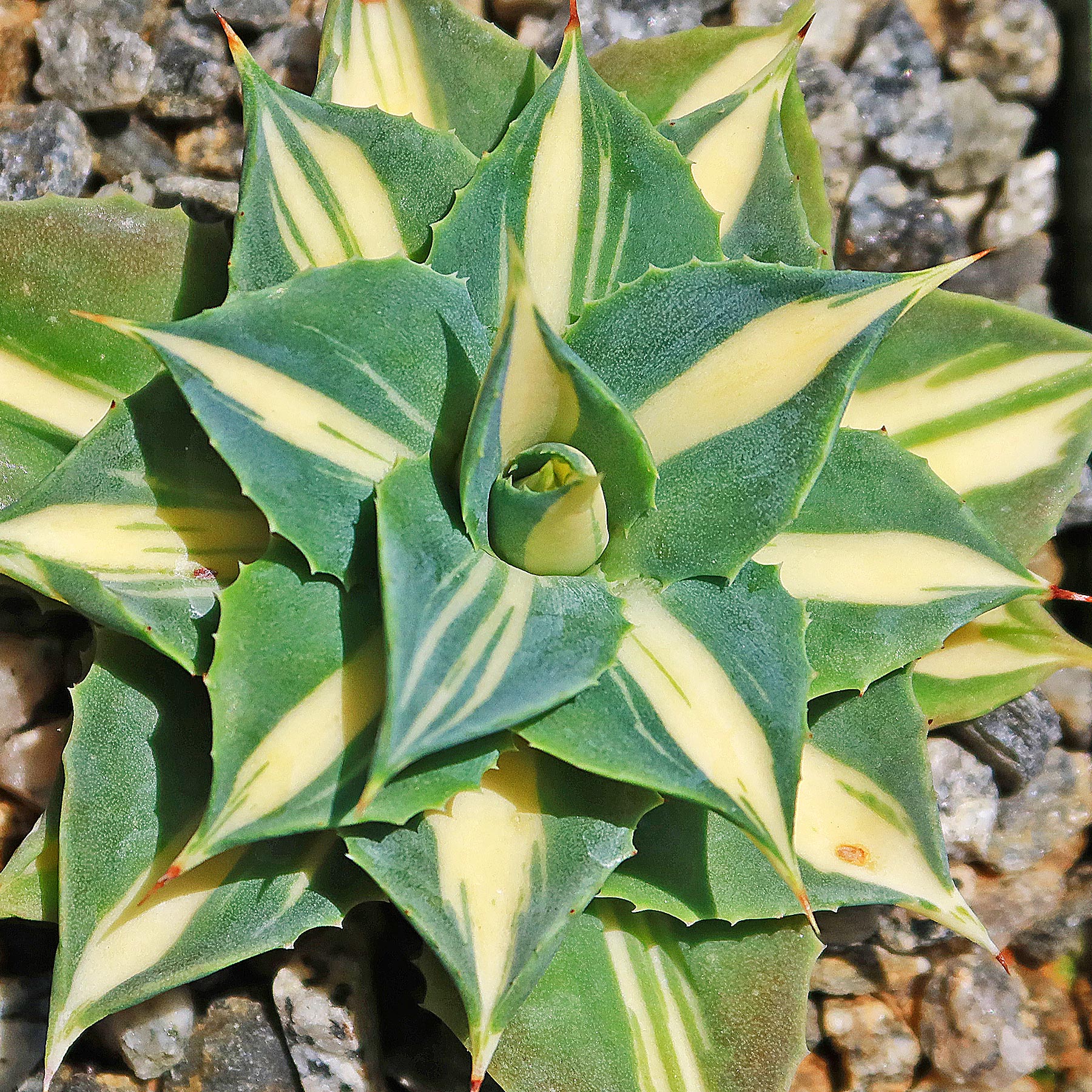 Yellow Variegated Dwarf Butterfly Agave - Shop Online at Planet Desert