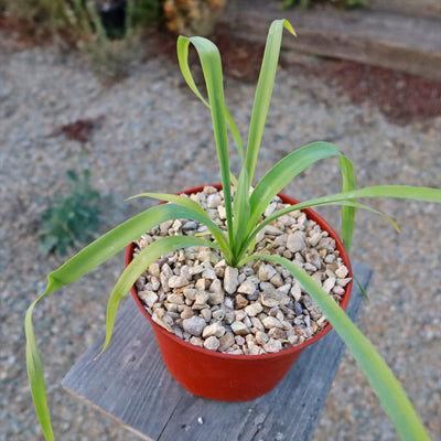 Yellow Yucca “Mellow Yellow”