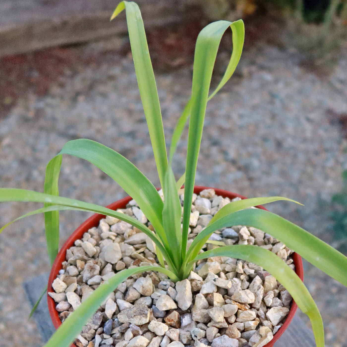 Yellow Yucca “Mellow Yellow”