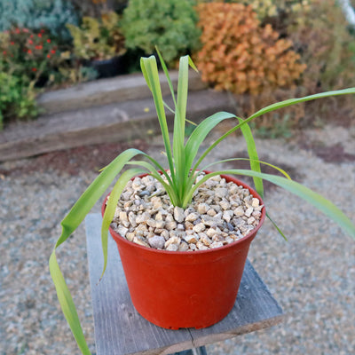 Yellow Yucca “Mellow Yellow”