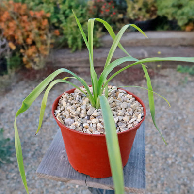 Yellow Yucca “Mellow Yellow”