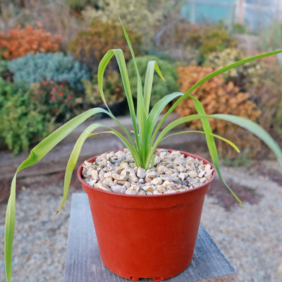 Yellow Yucca “Mellow Yellow”