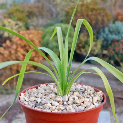 Yellow Yucca “Mellow Yellow”