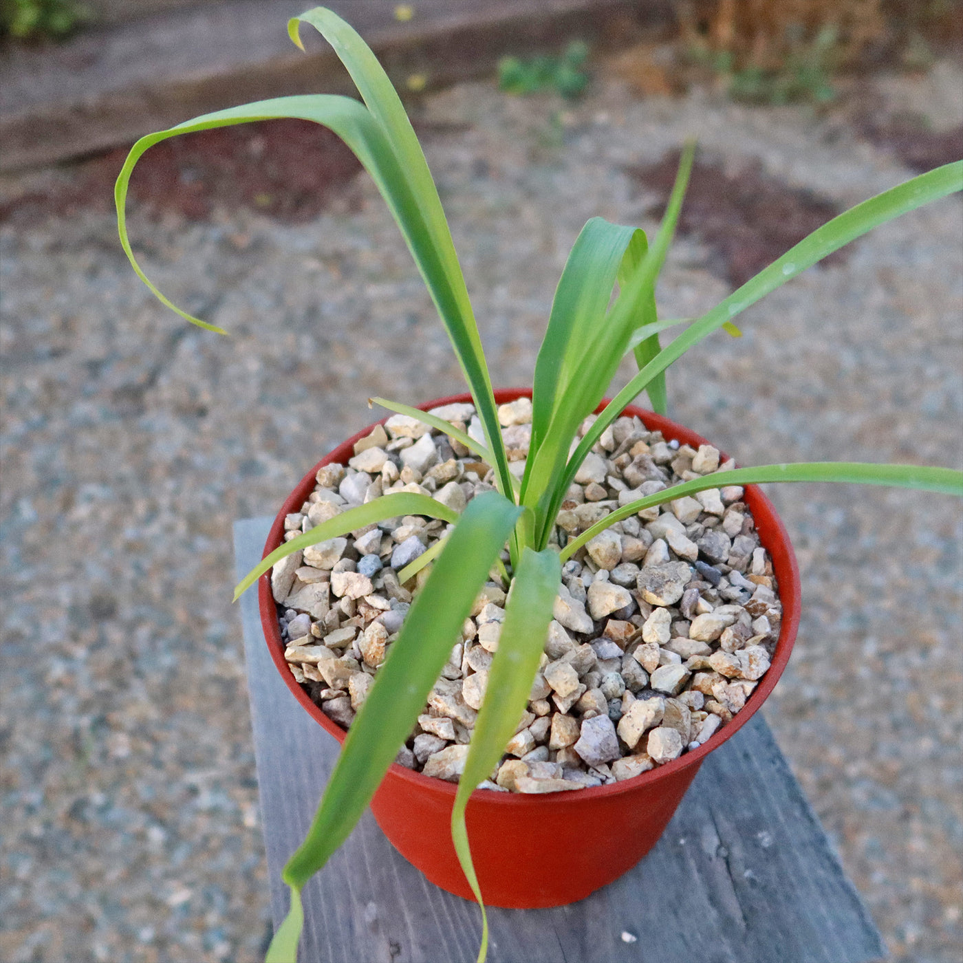 Yellow Yucca “Mellow Yellow”