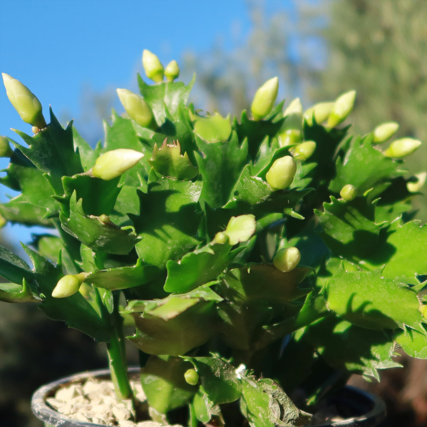 Thanksgiving Cactus - Schlumbergera truncata