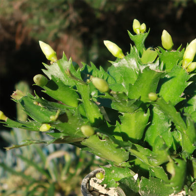 Thanksgiving Cactus - Schlumbergera truncata