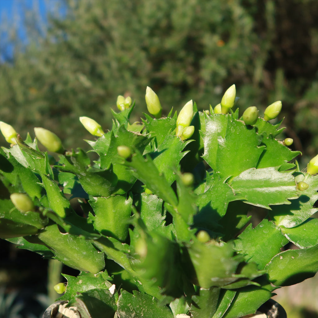 Thanksgiving Cactus - Schlumbergera truncata