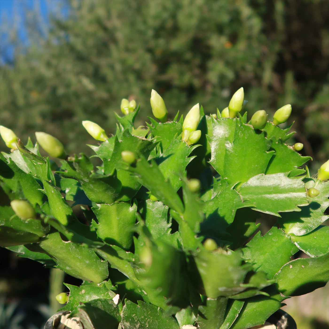 Thanksgiving Cactus - Schlumbergera truncata