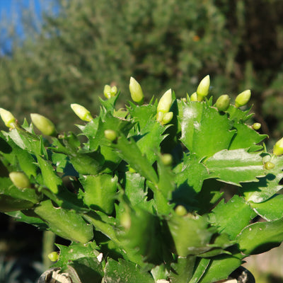 Thanksgiving Cactus - Schlumbergera truncata