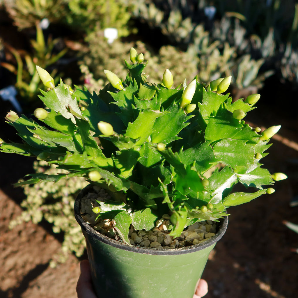 Holiday Cactus – Schlumbergera