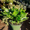 Thanksgiving Cactus - Schlumbergera truncata