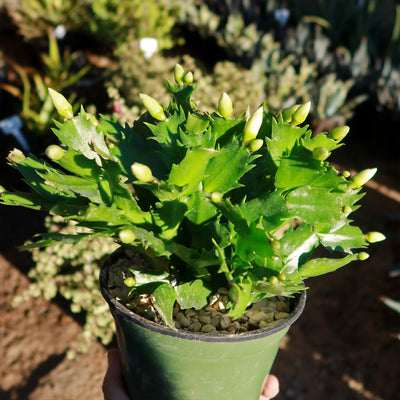 Thanksgiving Cactus - Schlumbergera truncata