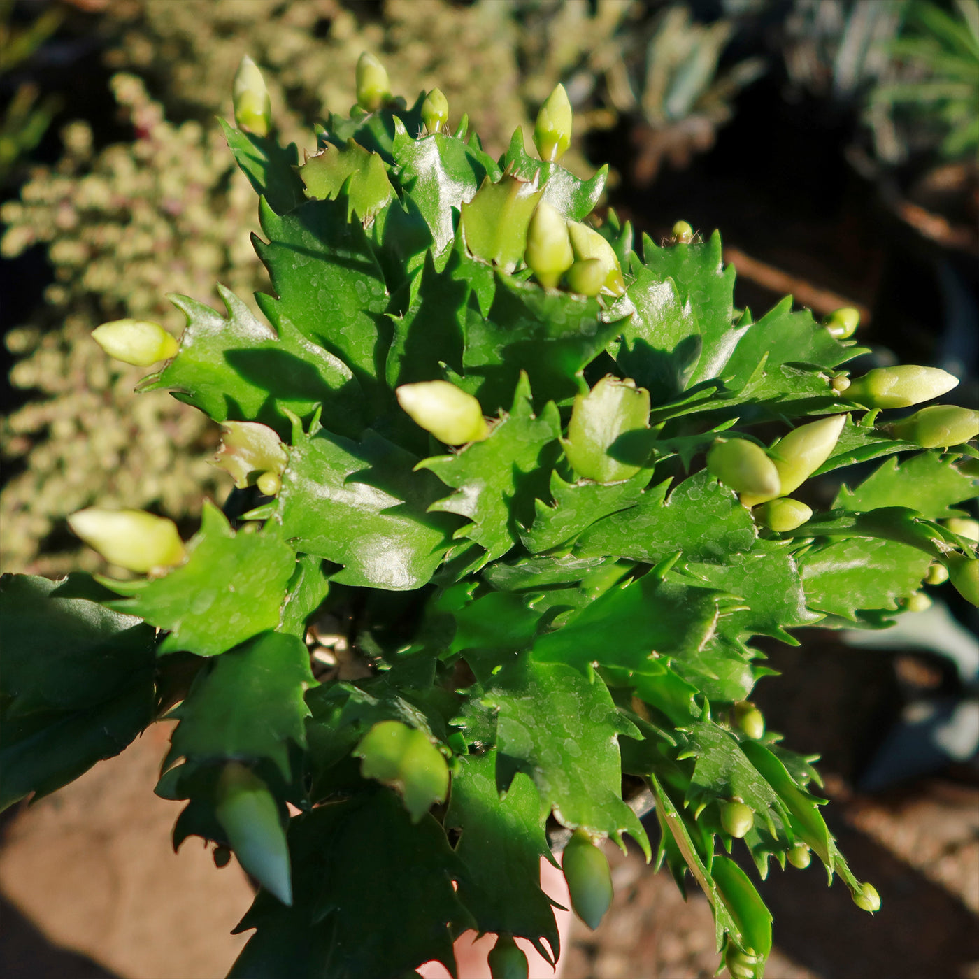 Thanksgiving Cactus - Schlumbergera truncata