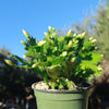 Thanksgiving Cactus - Schlumbergera truncata