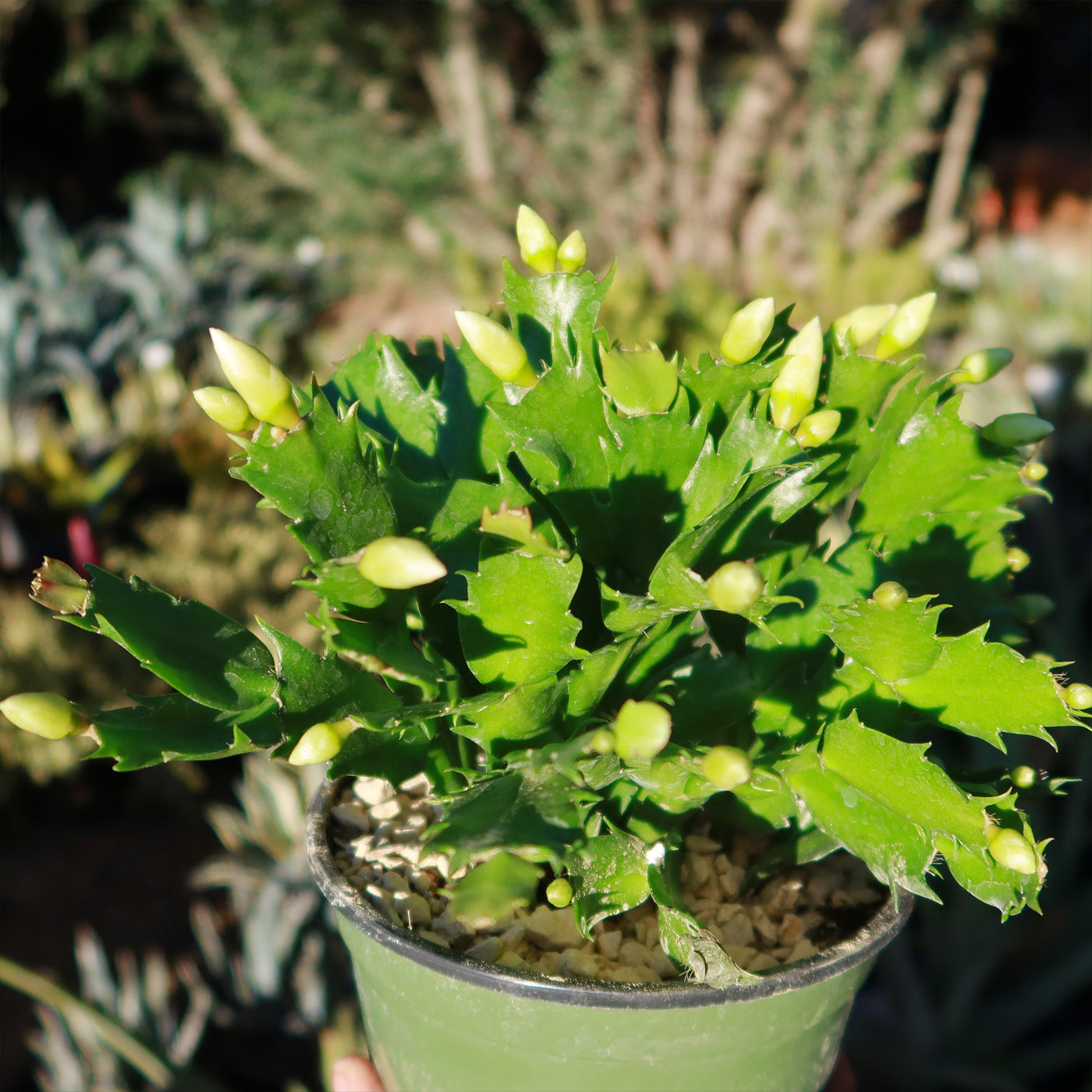 Thanksgiving Cactus - Schlumbergera truncata