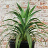 Yucca ‘Blue Boy’ with long, pointed green leaves in front of a brick wall, a low-maintenance option to enhance any garden décor.