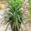Yucca ‘Blue Boy’ with green, spiky leaves in a black pot sits before a stone wall covered in vines, great for low-care gardens.